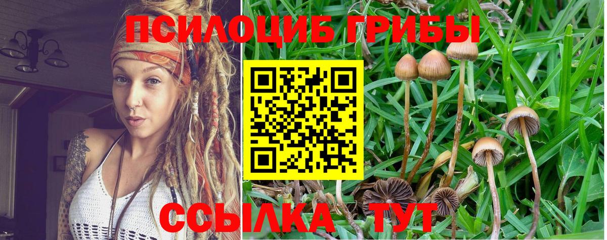 Псилоцибиновые грибы Psilocybe Выкса